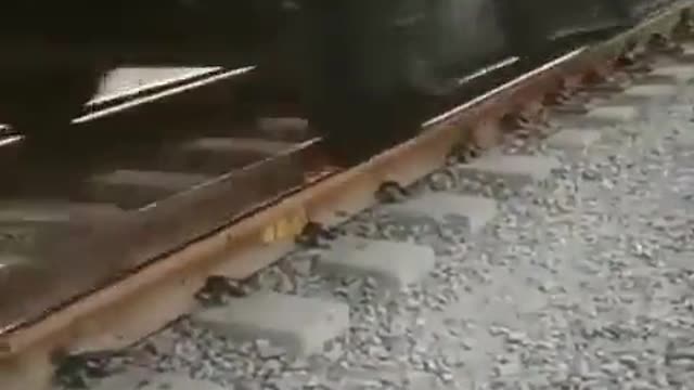 Lucky Dog! This Edge Of Your Seat Video Is Nuts