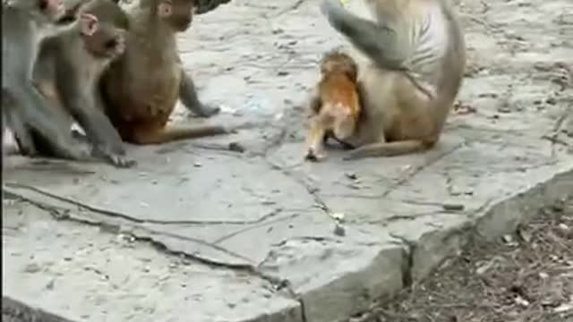 Amazing! Monkey China & Funny Love monkey| Animals Love