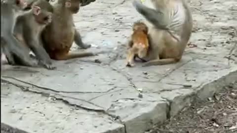 Amazing! Monkey China & Funny Love monkey| Animals Love