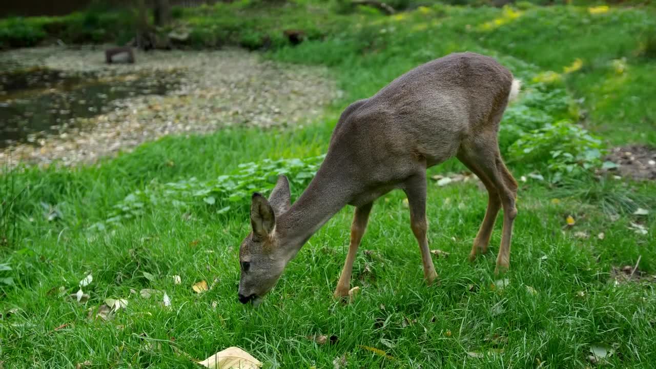 Roe deer grazing