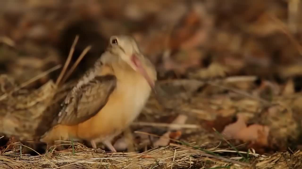 This is the best Bird video on the entire internethole