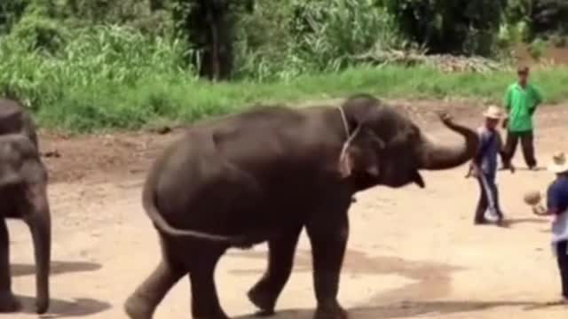 elephant funny | #rumble | #pet #aniamls #elephant