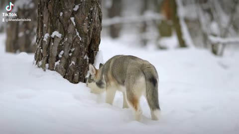 #dog playing with snow