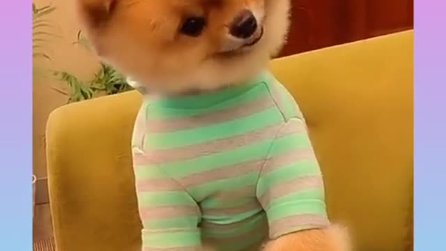 20 Funny and Cute Dog Video Compilation,🐕🐕