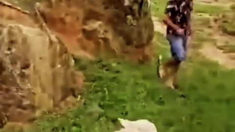 Funny goat