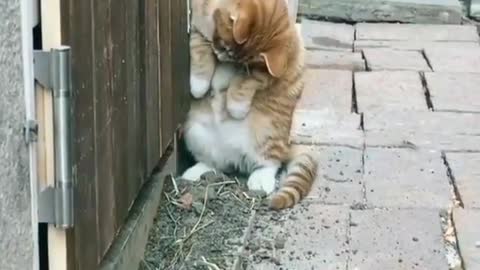 cute cats with chicken