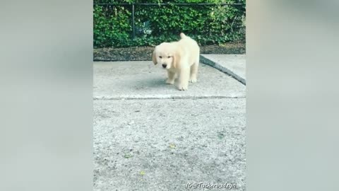 Cute and Funny Golden Retriever Puppy