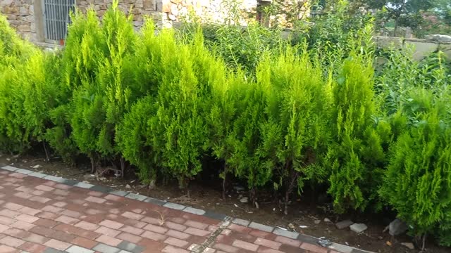 This row of small pine trees is neatly arranged