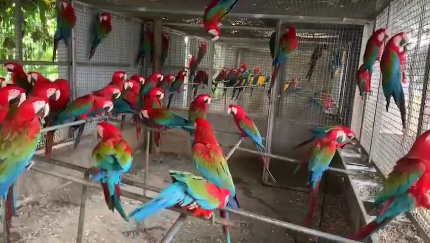 Winged Macaw Parrot Colony