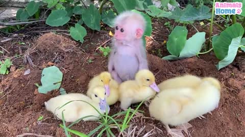 Baby monkey helps dad take care of ducks