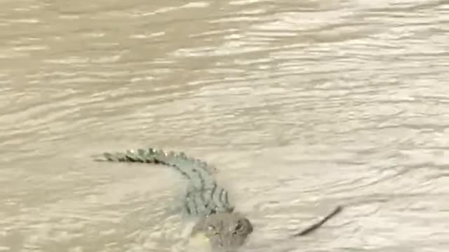 BIG BOI CROC IN CREEK #watch till the end cales crossing Australia