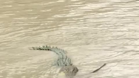 BIG BOI CROC IN CREEK #watch till the end cales crossing Australia