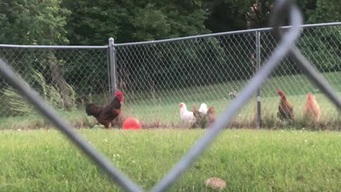 Rooster Performs Balancing Act on Ball for Feathery Friends