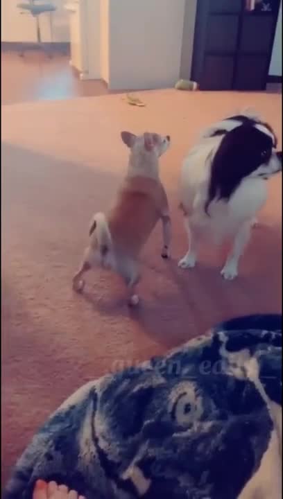 Funny animals moment 😂