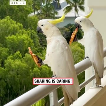 Cockatoos Help Themselves to Leftover Pizza