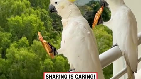 Cockatoos Help Themselves to Leftover Pizza