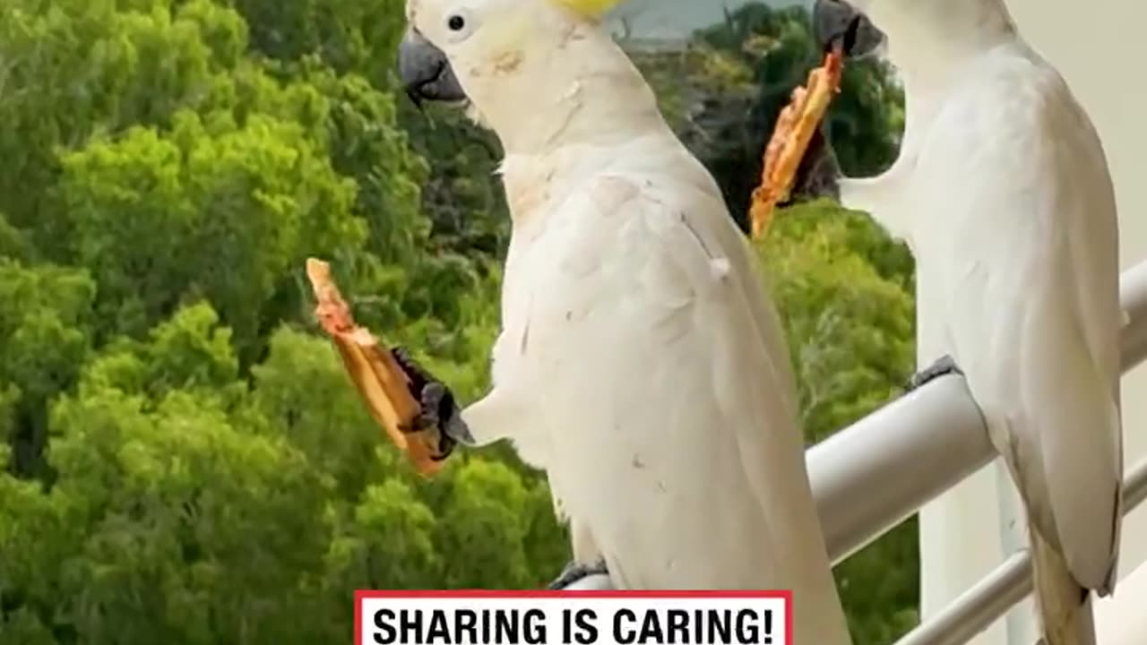 Cockatoos Help Themselves to Leftover Pizza