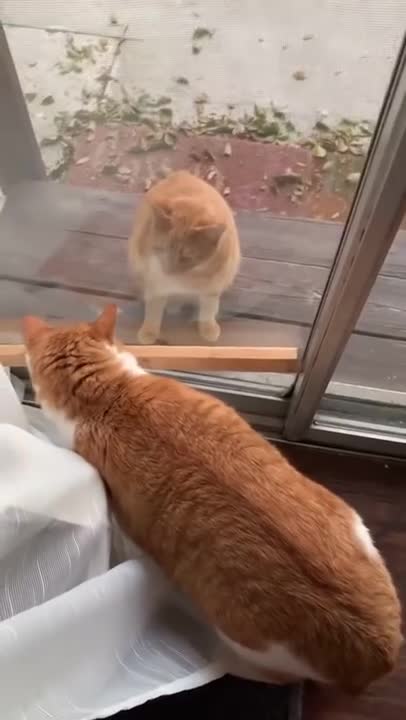Cat makes a new friend the first day in his new house!