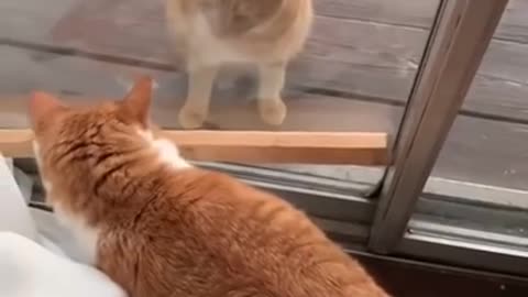 Cat makes a new friend the first day in his new house!