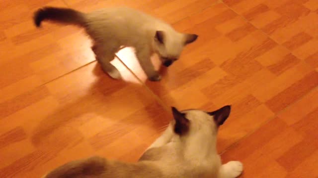 The Best Funny Playing Cats and Dancing