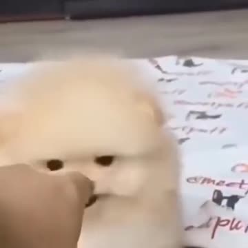 😍Cute and Funny Dog Compilation