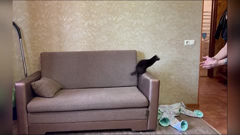 Funny animal