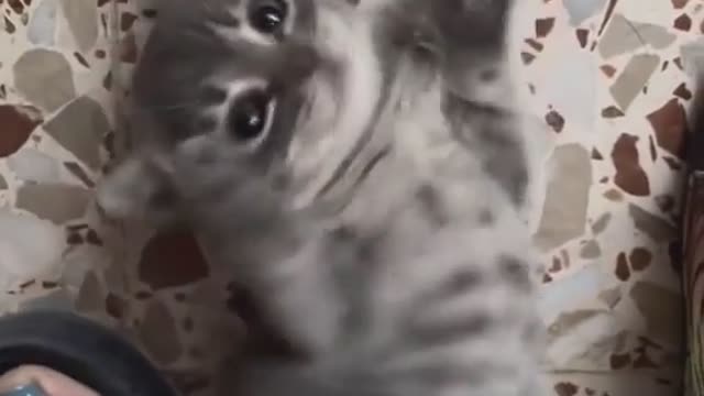 Loving parrots affectionately hug their cat friend