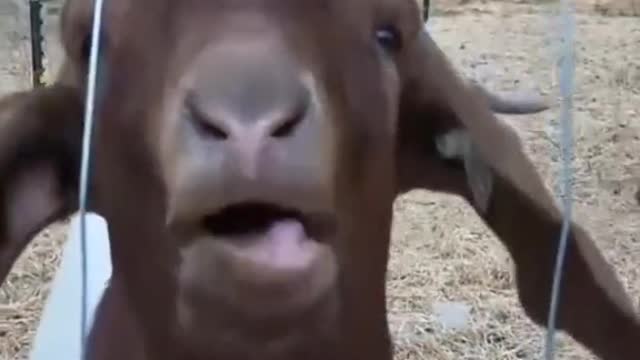 This got is amazing south. This is so funny sound animal.