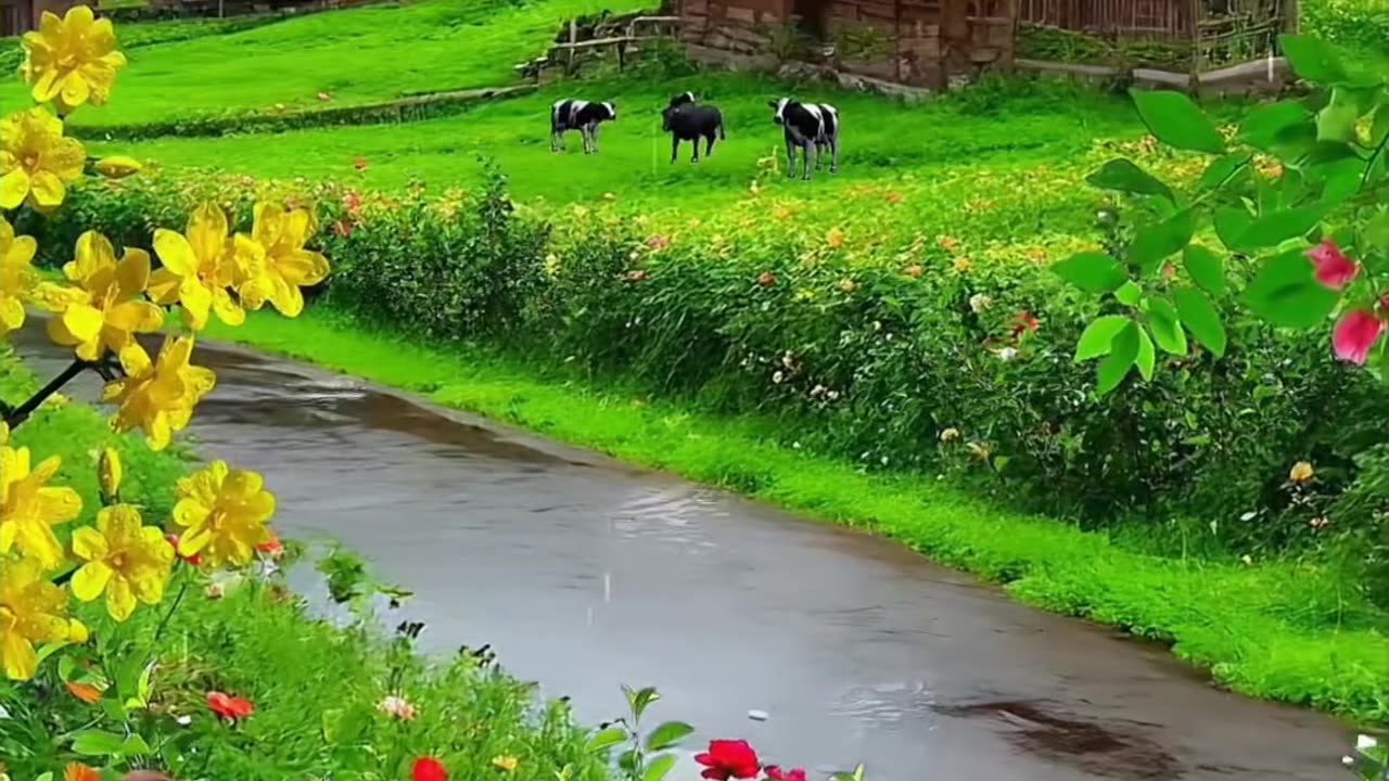 Scenes you dont believe.😱 Rain | Nature | Forest | Rainfall | Beauty