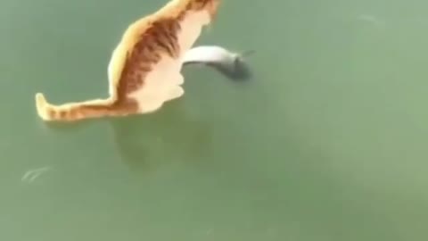 Funny cat with fish 🐟 masti cat