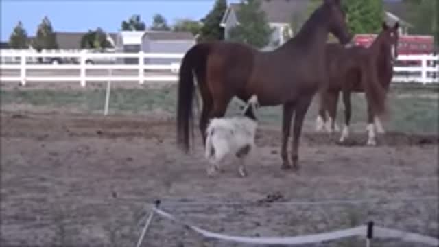 Goat vs horses