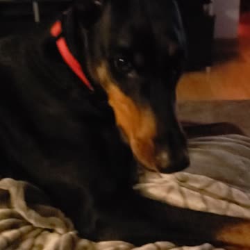 Doberman Dance's To Let's Go Brandon