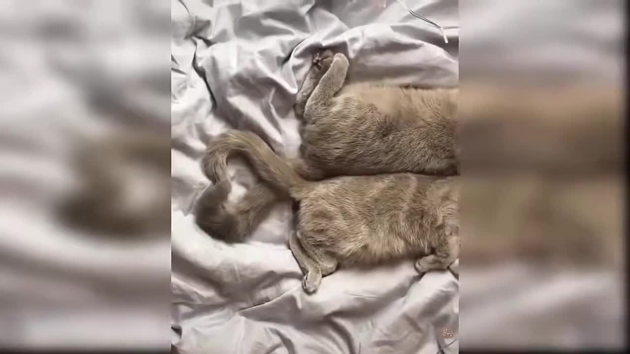 Funny Animal and birds moments | super cute cats and dogs funny completion #2