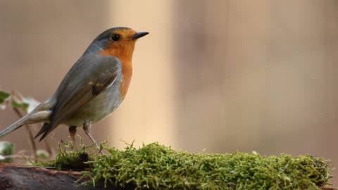 Robin bird