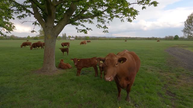 brown cow funny head