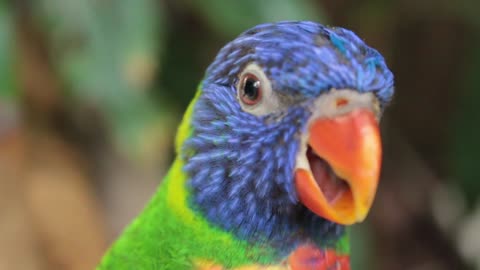 This is very cute parrot,there is funny