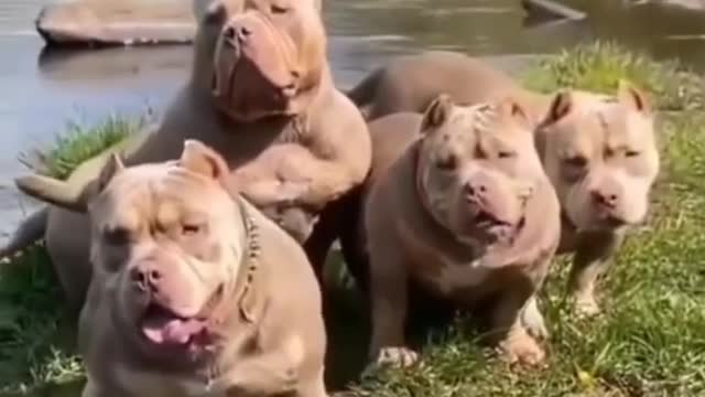 Pitbull cute dog video