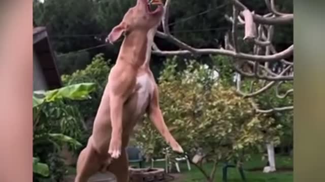 Please tell me This is a bird or a dog ? 😮