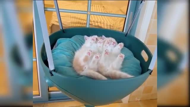 Baby Cats - Cute and Funny Cat Videos Compilation