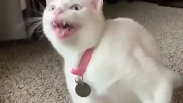 CATS CAT FUNNY VIDEO A AAAA SINGING VIDEO FUNNY