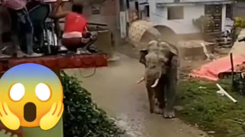 Elephant attack