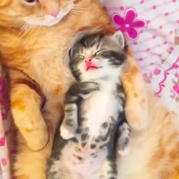 What is cats love baby disney why cats pur