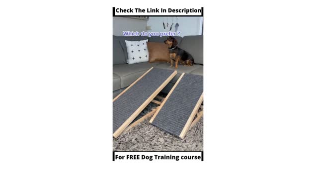 Smart Dog Training Video 🐶 | Dog Training Tricks 🐕 | Dog Training 🐾 | #shorts # dog #dog#traning