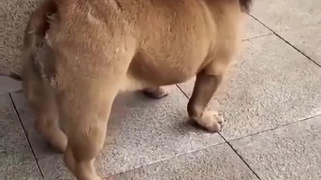 🤪Funny dog video