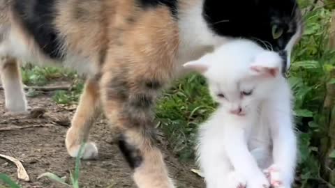 Great cat mother, take the cubs to safety.