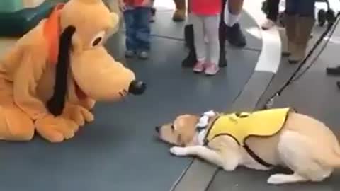 The dog first met Pluto at Disneyland