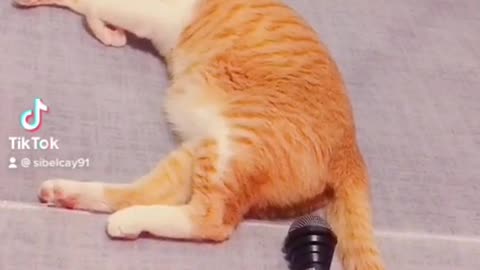 whats a funny video sleeping cat afraid from hello sound # Cat # love # Afraid