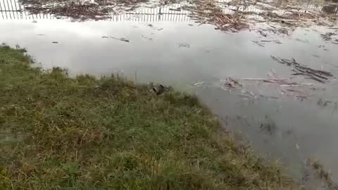 Poluare Comuna Holboca, județul Iași