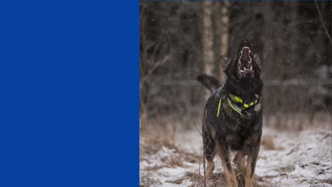 Silencing Dog Barking with High-Pitched Sound!