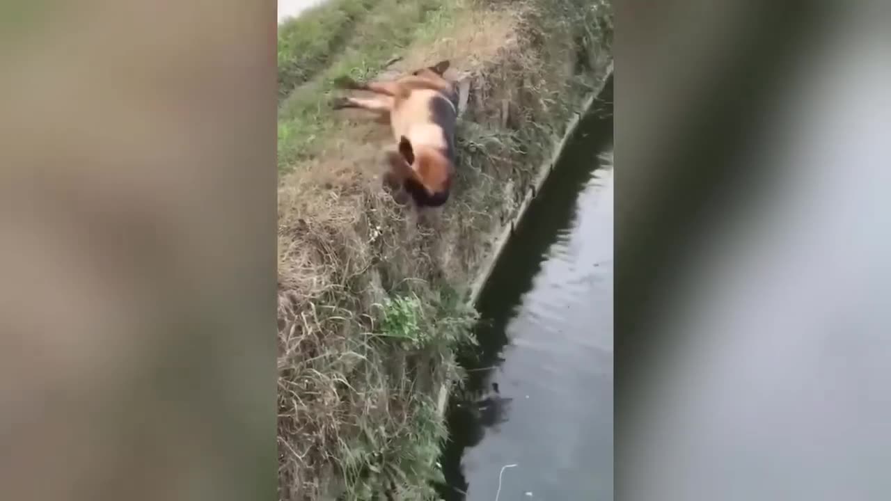 Funny Animal doing